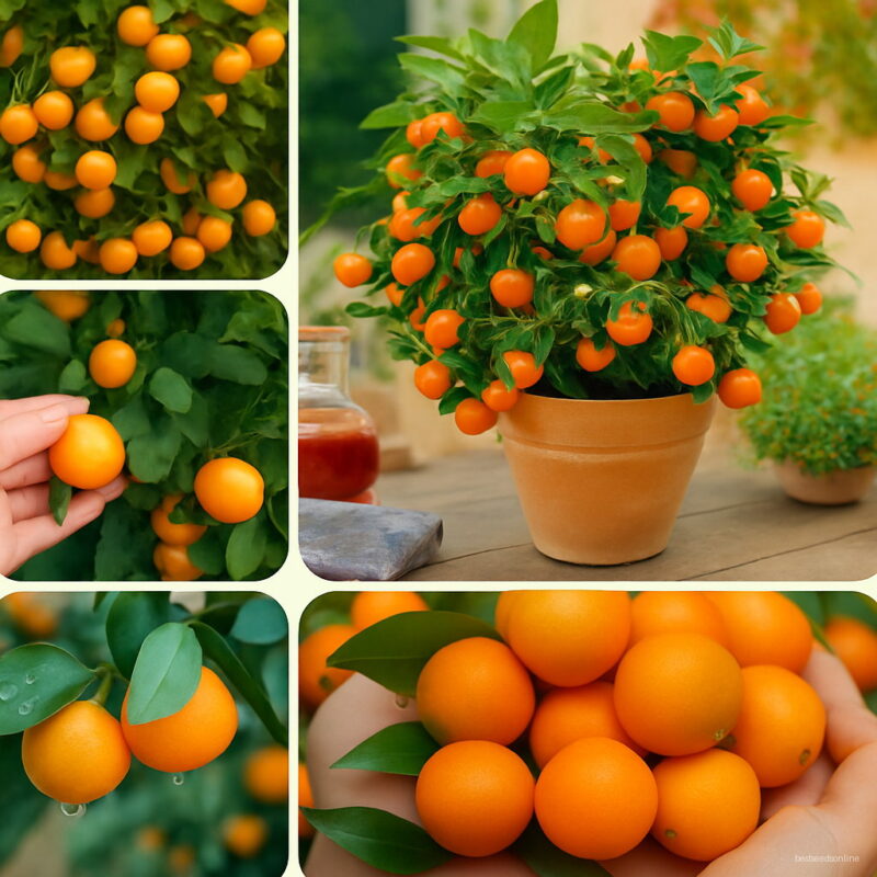 20 Pcs Kumquat Tree Bonsai Sweet Citrus Plants Orange Fruit Healthy Food Home Garden To Seeds
