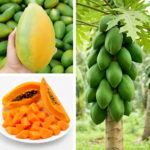 Giant Fresh Papaya Bonsa Natural Organic Fruit Tree Perennial Plants Bonsai Spring Farm Packaging 20 Pcs Seeds Giant Fresh Papaya Bonsa Natural Organic Fruit Tree Perennial Plants Bonsai Spring Farm Packaging 20 Pcs Seeds