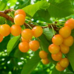 20 Pcs Dwarf Cherry Tree Bonsai Gaint Fruit Potted Plants Perennial Cerasus Planting Seeds - 6