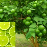 Bonsai Plants 10 Pcs Kaffir Lime Citrus Aurantifolia Organic Fruit Lemon Tree High Vitamin Good Health Pot Seeds - 5