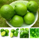 Bonsai Plants 10 Pcs Kaffir Lime Citrus Aurantifolia Organic Fruit Lemon Tree High Vitamin Good Health Pot Seeds