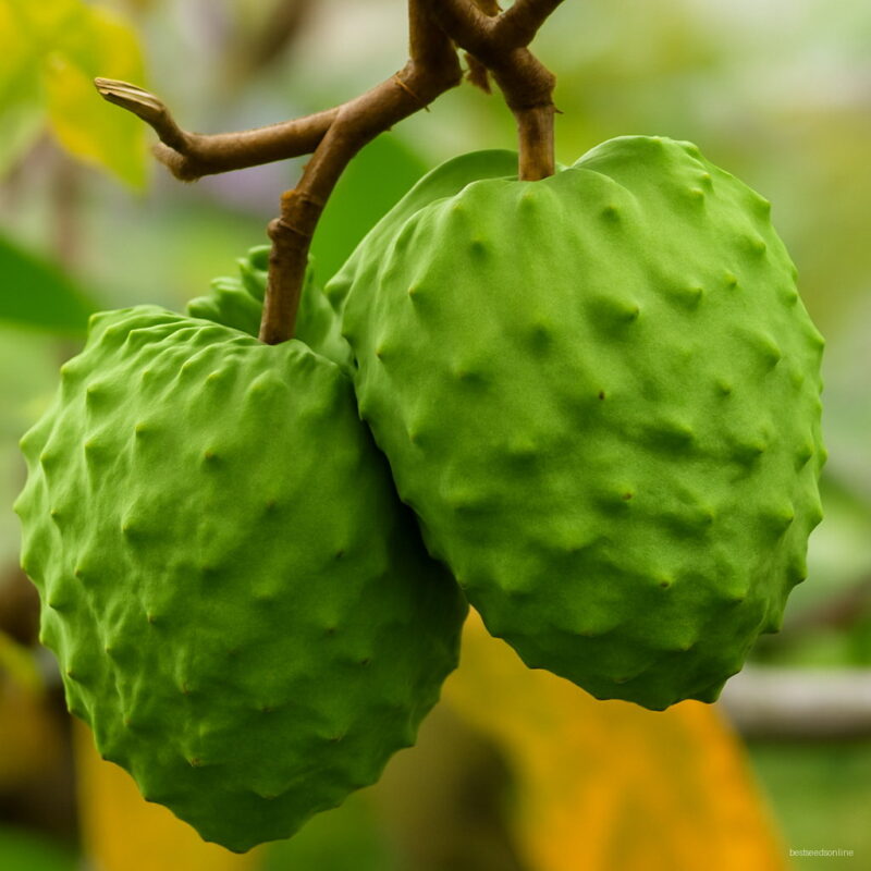5pcs Sweetsop Plant Tropical Fresh Fruit Healthy Potted Family Garden Bonsai Seeds