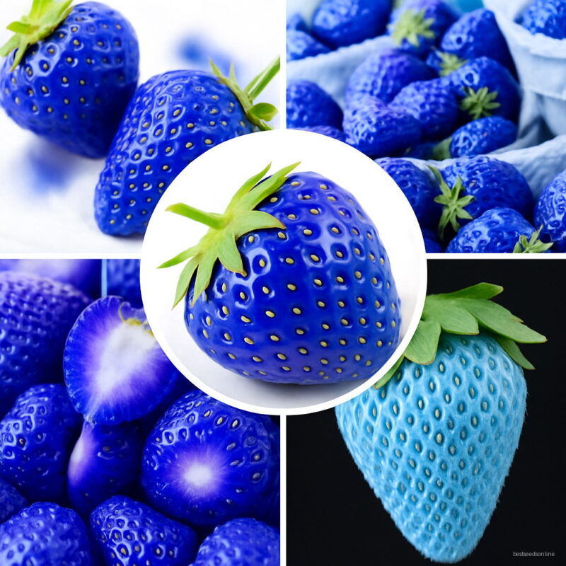 Bonsai 300pcs Blue Strawberry Mixed Color Balcony Fruits Delicious Fragaria Ananassa Seeds