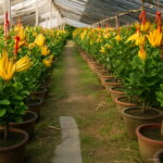 Bonsai Plants 100pcs Bergamot Family Potted Colourful Buddha Hand Purify Air Seeds - 6