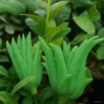 Bonsai Plants 100pcs Bergamot Family Potted Colourful Buddha Hand Purify Air Seeds - 4