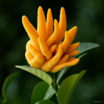 Bonsai Plants 100pcs Bergamot Family Potted Colourful Buddha Hand Purify Air Seeds - 2