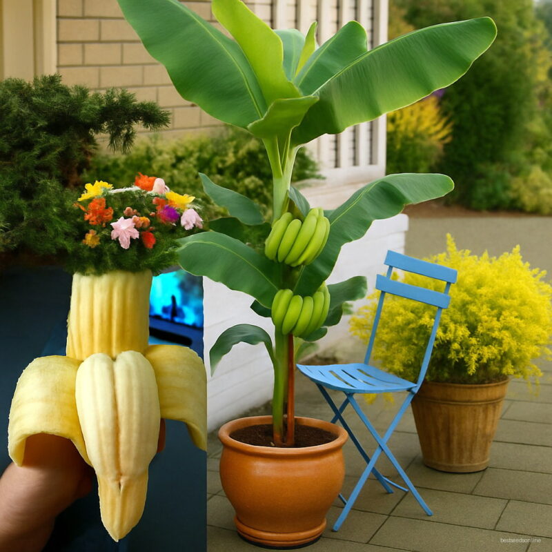 100pcs Double Potted Banana Bonsai Tree Organic Fruit Mini Giant Dwarf Plant Home Garden Seeds