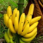 Bonsai 50pcs Giant Banana Sweet Orangic Fruit Tree Potted Planting Home Garden Supplies Seeds - 6