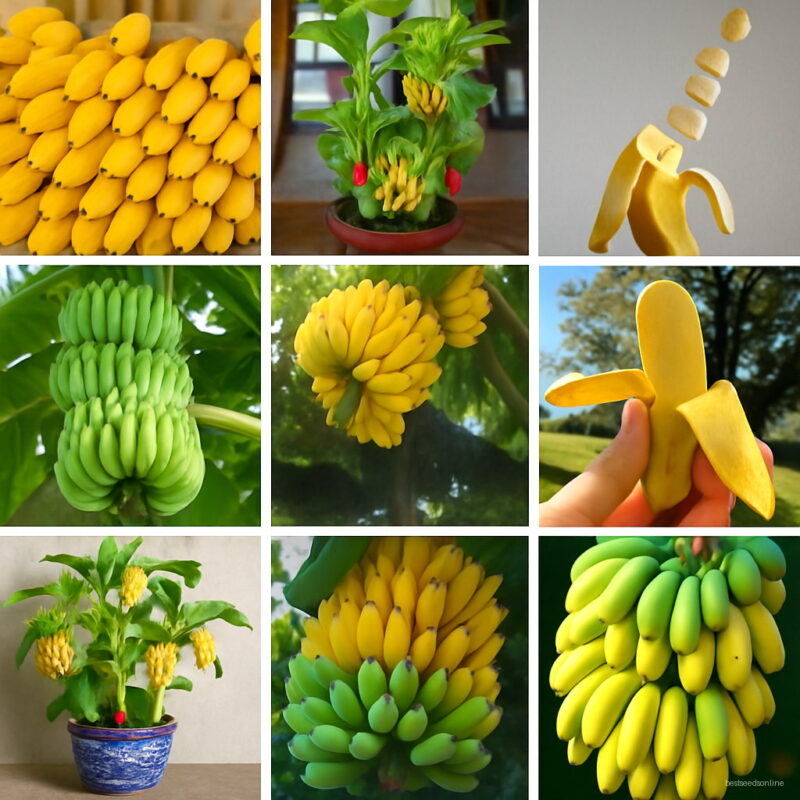 Bonsai 50pcs Giant Banana Sweet Orangic Fruit Tree Potted Planting Home Garden Supplies Seeds