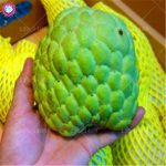 Bonsai 10pcs Giant Cherimoya Sweet Melon Organic Fruit Planting Potted Tree Home Garden Supplies Seeds - 5