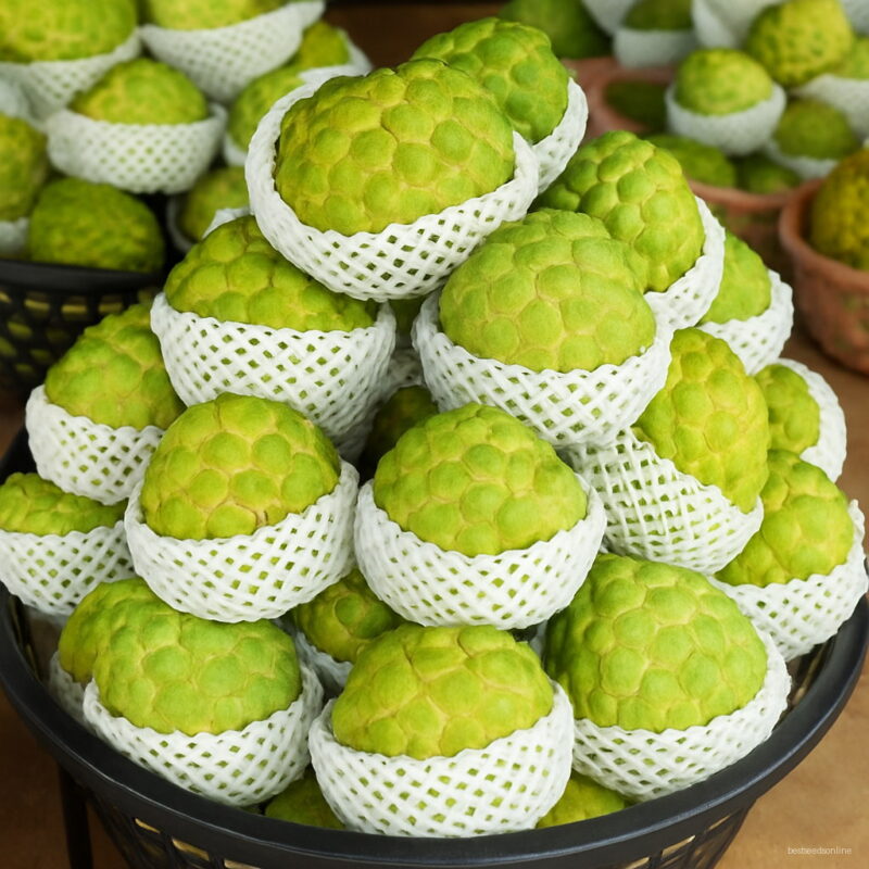 Bonsai 10pcs Giant Cherimoya Sweet Melon Organic Fruit Planting Potted Tree Home Garden Supplies Seeds