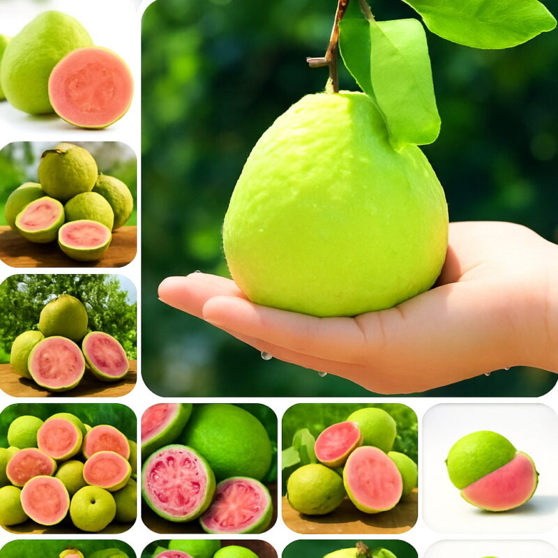 30 Pcs Guava Bonsai Plants Delicious Tropical Dwarf Fruit Potted Non Tree Home Garden Seeds