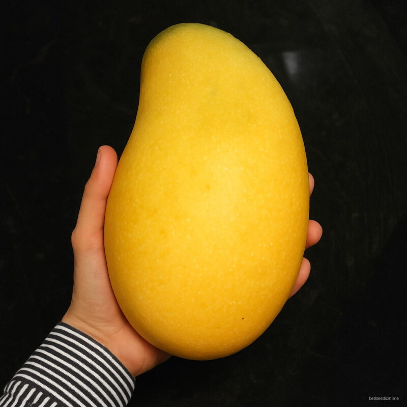 Bonsai 1pc Red Giant Mango Organic Fruit Planting Potted Tree Home Garden Supplies Seeds