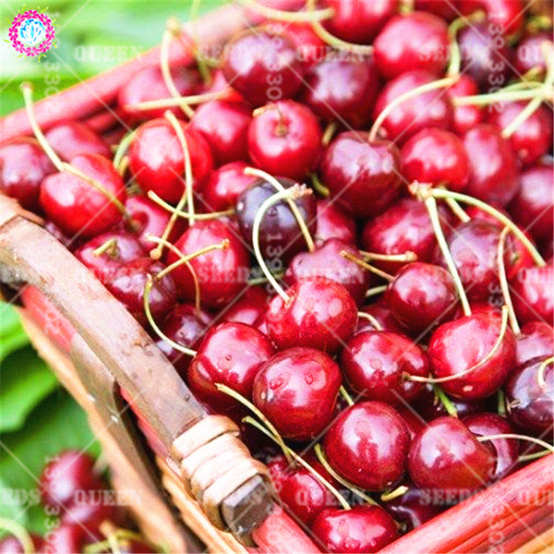 Dark Red Sweet Cherry Dwarf Fruit Tree Seeds 20pcs Ideal For Spring Farming Packaged And Potted - 2