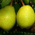 30pcs Mixed Pear Natural Organic Fruit Perennial Plants Herb Bonsai Tree Sementes Spring Farm Packaging Seeds - 5