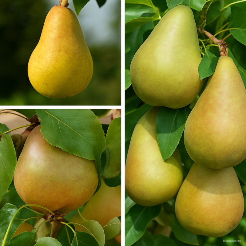 30pcs Mixed Pear Natural Organic Fruit Perennial Plants Herb Bonsai Tree Sementes Spring Farm Packaging Seeds