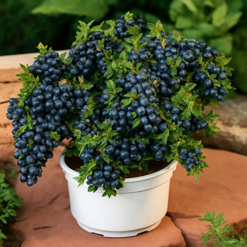 200 Pcs Blueberries Black Berry Bonsai Perennial Dwarf Fruit Tree Planting Potted Home Garden Sweet And Juicy Seeds