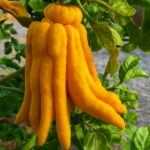 Bonsai 100pcs Bergamot Buddha Hand Fruit Organic Planting Potted Tree Home Garden Supplies Seeds - 4