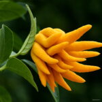 Bonsai 100pcs Bergamot Buddha Hand Fruit Organic Planting Potted Tree Home Garden Supplies Seeds - 2