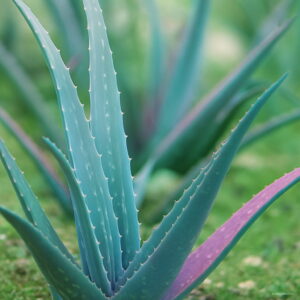 100 Pcs Color Aloe Vera Plant Herbal Succulent Pot Planta Organic Bonsai Flower Garden Planting Purify Air Seeds - 2