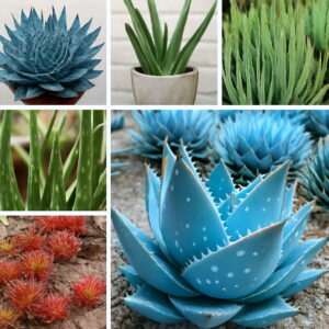 100 Pcs Color Aloe Vera Plant Herbal Succulent Pot Planta Organic Bonsai Flower Garden Planting Purify Air Seeds