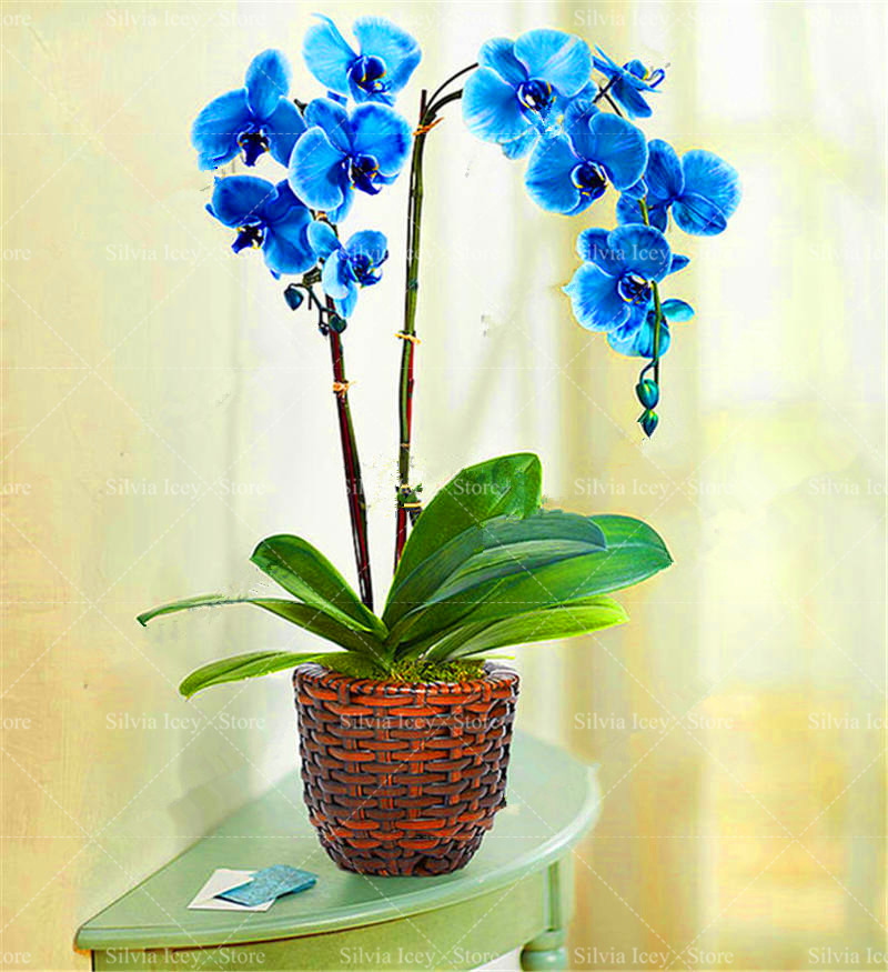 100 Piece Bulk Orchid Flower Seed Lot 16 Perennial Indoor Ornamental Phalaenopsis Variety For Pot Cultivation - 7