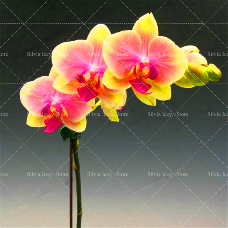 100 Piece Bulk Orchid Flower Seed Lot 16 Perennial Indoor Ornamental Phalaenopsis Variety For Pot Cultivation - 6