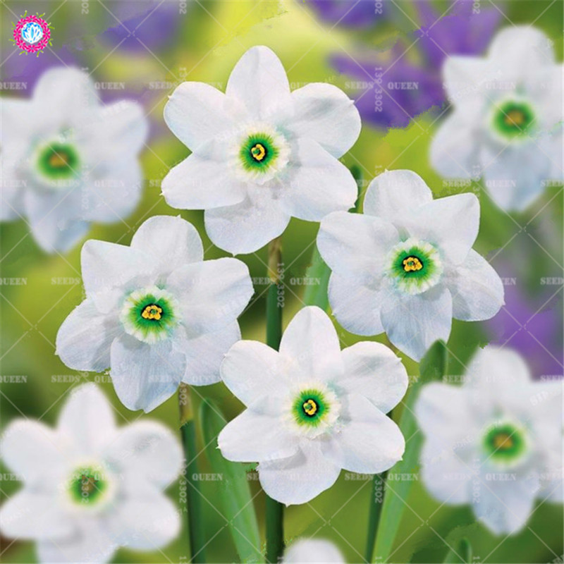 100pcs Vibrant Narcissus Daffodil Flower Seeds 24 Colors Balcony Decor Radiation Absorption Ecofriendly - 9