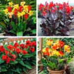 5pcs Canna Bonsai Lily Plant Beautiful Flower Garden Colorful Leaf Family Potted Planting Seeds