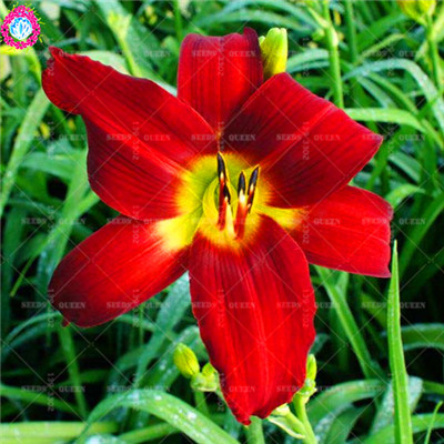 100pcs Daylily Flower Seeds Vibrant Colour Hybrid Lily Chinese Herbal Perennial Decoration - 14