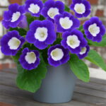 100pcs Gloxinia Sinningia Speciosa Indoor Bonsai Plants Mix Colors Perennial Beautiful Flower Diy Home Garden Supplies Seeds - 4