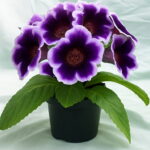 100pcs Gloxinia Sinningia Speciosa Indoor Bonsai Plants Mix Colors Perennial Beautiful Flower Diy Home Garden Supplies Seeds - 3