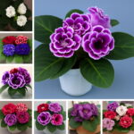 100pcs Gloxinia Sinningia Speciosa Indoor Bonsai Plants Mix Colors Perennial Beautiful Flower Diy Home Garden Supplies Seeds