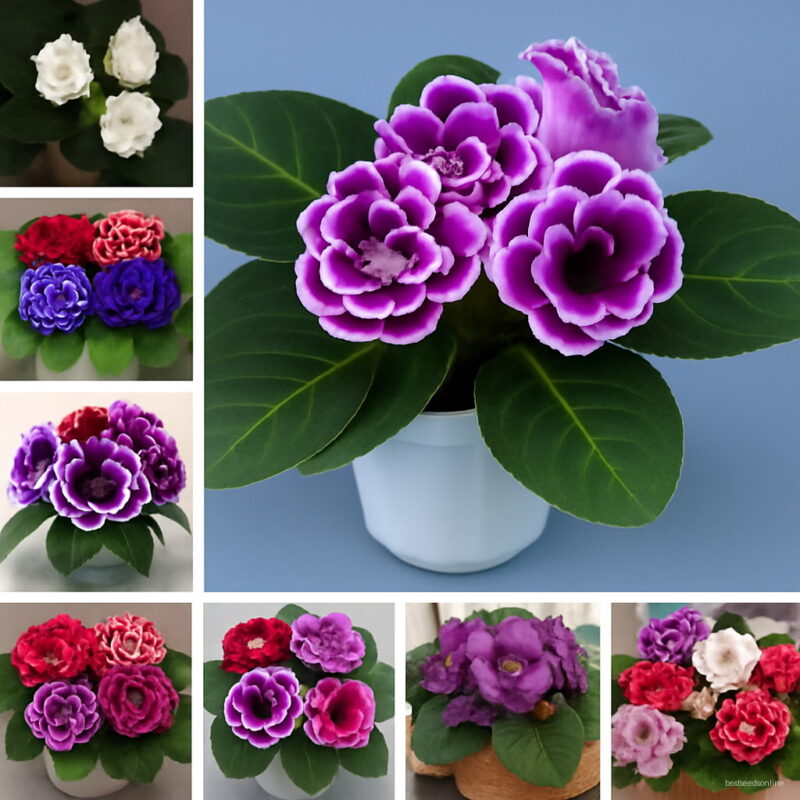 100pcs Gloxinia Sinningia Speciosa Indoor Bonsai Plants Mix Colors Perennial Beautiful Flower Diy Home Garden Supplies Seeds