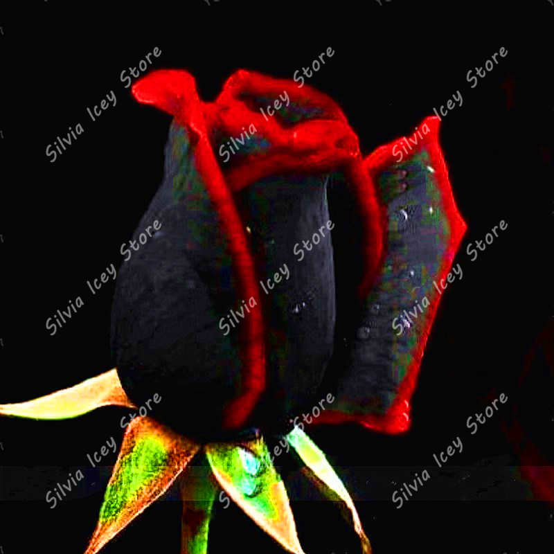 100 Pcs Exotic Black Rose Seeds With Red Edges For Indoor And Outdoor Decor - 6