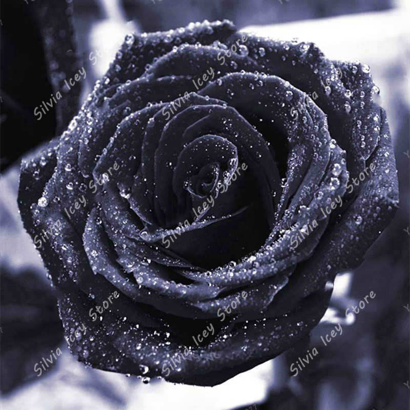 100 Pcs Exotic Black Rose Seeds With Red Edges For Indoor And Outdoor Decor - 5