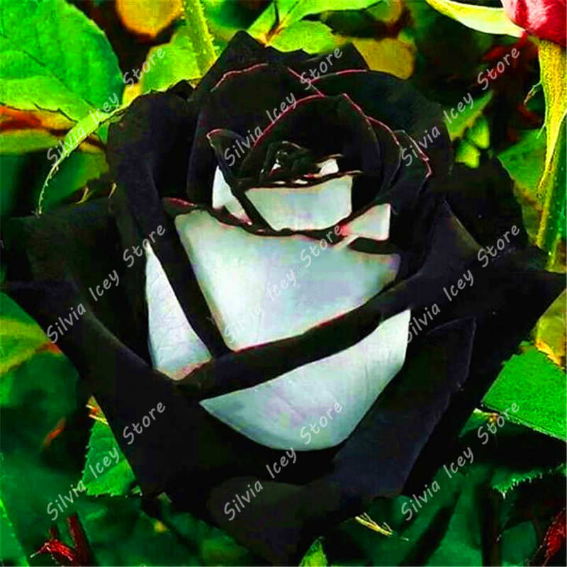 100 Pcs Exotic Black Rose Seeds With Red Edges For Indoor And Outdoor Decor - 4