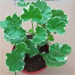 Bonsai 2pcs Geranium Beautiful Flower Planting Potted Home Garden Decoration Supplies Seeds - 2
