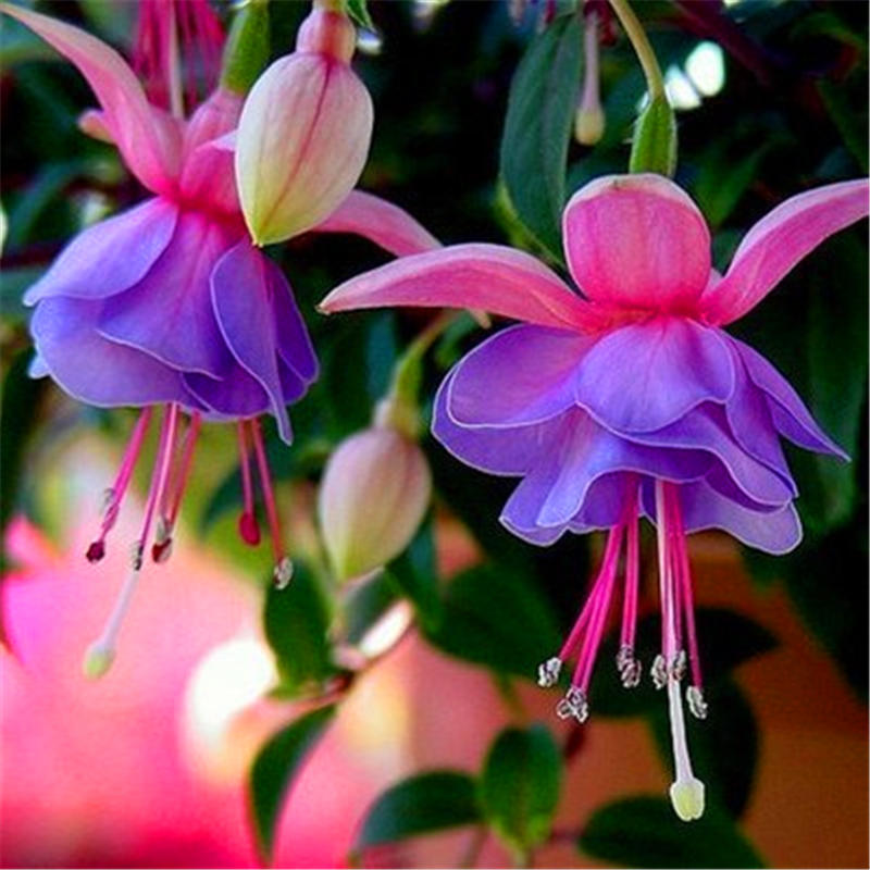 Fuchsia Lantern Flower Seeds 10pcs For Indoor Balcony Potting Perfect For Greenhouse Cultivation - 10