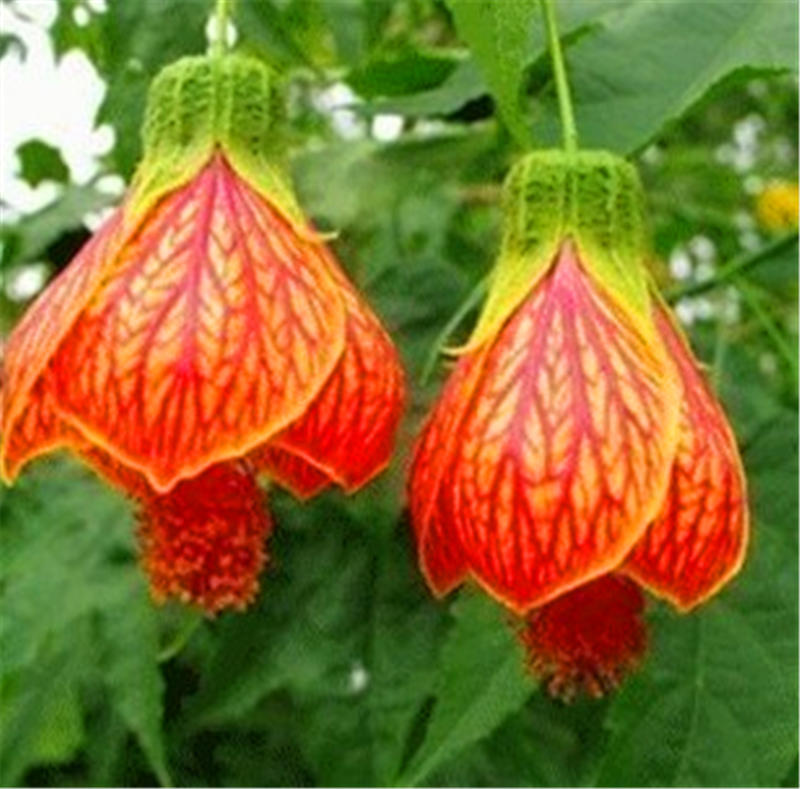 Fuchsia Lantern Flower Seeds 10pcs For Indoor Balcony Potting Perfect For Greenhouse Cultivation - 6