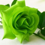 Bonsai Flowers 20 Kinds Mixed 100pcs Pack Rose Four Seasons Sowing The Of Perennial Garden To Plant Seeds - 5