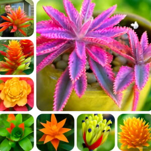 200pcs Cactus Succulent Bonsai Plant Garden Flower Family Potted Planting Decorative Flowers Seeds