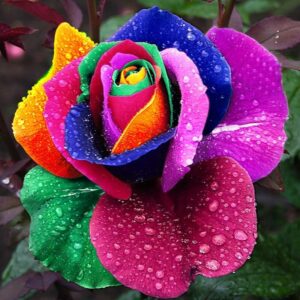 100pcs Holland Rainbow Rose Bonsai Plants Colorful Flower Home Garden Seeds - 2