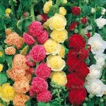100 Pcs Double Hollyhock Bonsai Country Romance Mix Alcea Rosea Flower Home Garden Decoration Plants Seeds - 2