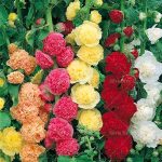 100 Pcs Double Hollyhock Bonsai Country Romance Mix Alcea Rosea Flower Home Garden Decoration Plants Seeds - 2