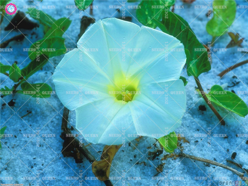 50pcs Assorted Climbing Morning Glory Flowers Perennial Seeds Ideal For Landscaping And Decorative Purposes - 10