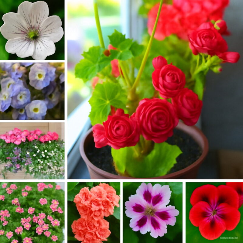 50 Pcs 24 Color Dwarf Geranium Bonsai Plants Fresh Flower Pelargonium Peltatum Potted Diy Home Garden Kid Love Seeds