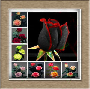 50 Pcs Pack Amazingly Beautiful Black Rose Flower Red Edge Home Garden Bonsai Planting Decoration Potted Seeds - 2