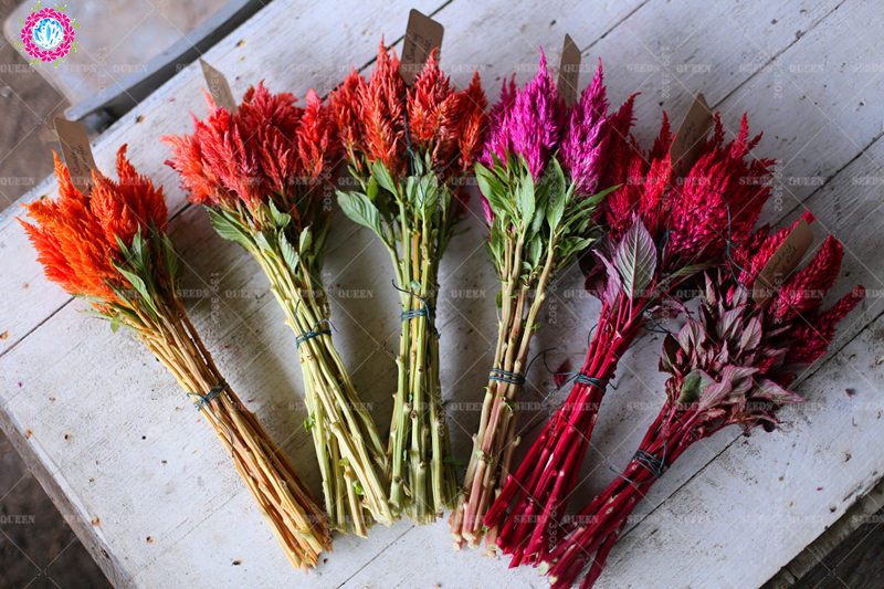 100pcs Flamingo Cockscomb Flower Seeds Celosia Spicata Brilliantly Colored Ornamental Ideal For Landscaping And Decor - 9