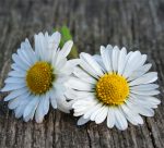 Courtyard Bonsai Flower Plants 100pcs Daisy Semilla Chrysanthemum Potted Planting Home Garden Decoration Supplies Seeds - 3